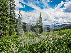 Mountain LandscapeWith Fitweed Flowere And Cloudy Sky