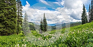 Mountain LandscapeWith Fitweed Flowere And Cloudy Sky