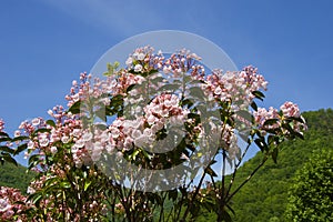 Mountain Laurel