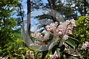Mountain Laurel