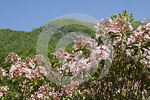 Mountain Laurel