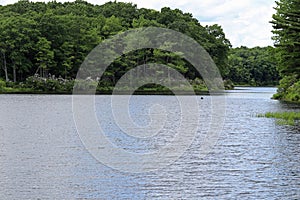 Mountain laurel around the lake