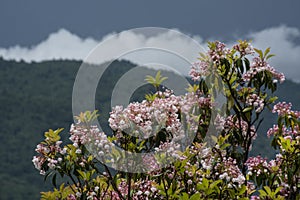 Mountain Laurel bloom in the mountains of North Carolina.