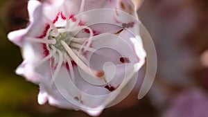 Mountain Laurel Blooming in the Appalachian Spring