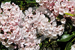 Mountain Laurel Blooming in the Spring