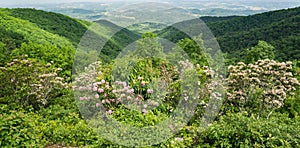 Mountain Laurel, Blue Ridge Mountains and Shenandoah Valley - 4