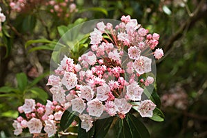 Mountain laurel bush in bloom in June