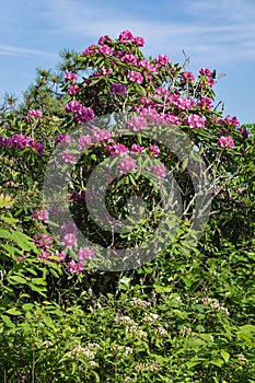 Mountain Laurel and Catawba Rhododendron