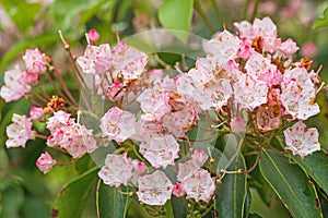 Mountain Laurel Complete With Insect Friends