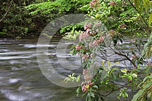 Mountain Laurel Beside a Creek