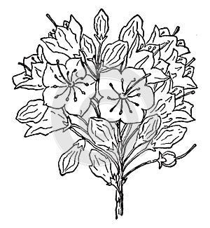 Mountain, Laurel, flower, Kalmia, Latifolia, round, occur, clusters vintage illustration photo