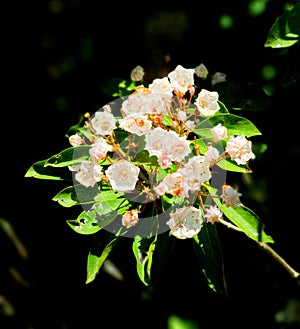 Mountain laurel flowers blooming