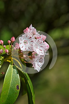 Mountain Laurel Flowers Kalmia Latifolia