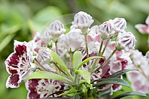 Mountain Laurel Flowers Minuet Closeup photo