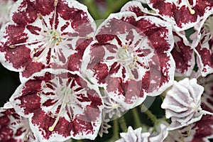 Mountain Laurel Flowers Minuet Macro photo