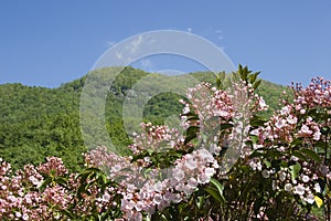 Mountain Laurel in Full Bloom