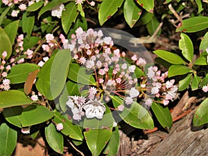 Mountain Laurel at Hanging Rock State Park