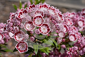 Mountain laurel, Kalmia latifolia