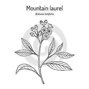 Mountain laurel Kalmia latifolia , state flower of Connecticut
