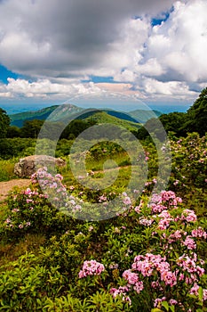 Mountain laurel in meadow and view of Old Rag from an overlook o