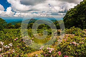 Mountain laurel in meadow and view of Old Rag from an overlook in Shenandoah National Park