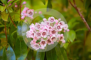 Mountain Laurel `Sara` Kalmia latifolia. Buds like cake decorations and open flowers on a Kalmia Latifolia.