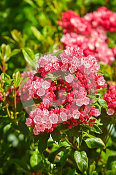 Mountain Laurel `Sara` Kalmia latifolia. Buds like cake decorations and open flowers on a Kalmia Latifolia.