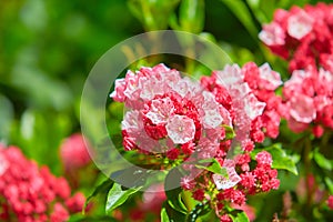 Mountain Laurel `Sara` Kalmia latifolia. Buds like cake decorations and open flowers on a Kalmia Latifolia.