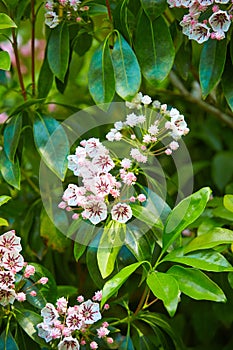 Mountain Laurel `Sara` Kalmia latifolia. Buds like cake decorations and open flowers on a Kalmia Latifolia.