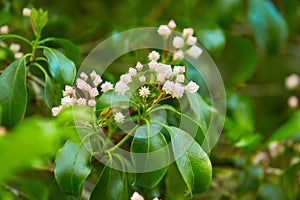 Mountain Laurel `Sara` Kalmia latifolia. Buds like cake decorations and open flowers on a Kalmia Latifolia.