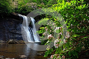 Mountain Laurel at Silver Run Falls