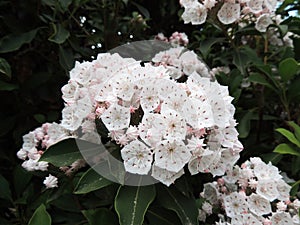 Mountain laurel or spoonwood in spring