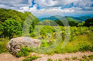 Mountain laurel and view of Old Rag, at Thoroughfare Overlook, o