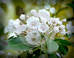 Mountain Laurel