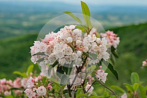 Mountain Laurel â€“ Kalmia latifolia