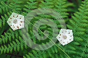 Mountain Laurels and Ferns