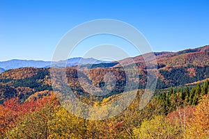 Mountain with leaves turning color in autumn - Senboku, Akita, Japan