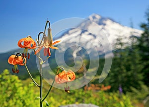 Mountain Lilies