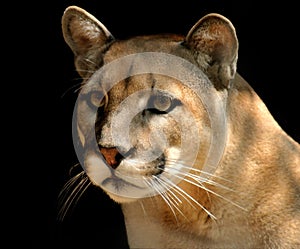 Mountain Lion