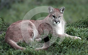 Mountain Lion