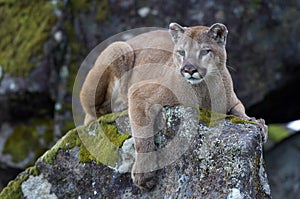 Mountain Lion photo