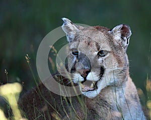 Mountain Lion