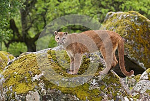 Mountain Lion