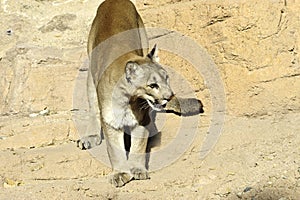 Mountain Lion