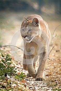 Mountain Lion