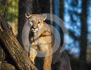 Mountain Lion