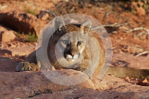 Mountain Lion