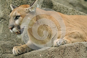 Mountain Lion