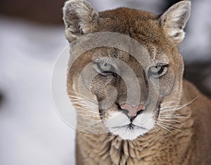 Mountain Lion