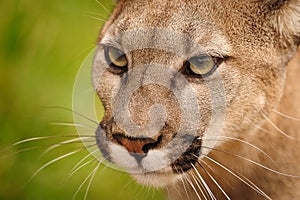 Mountain Lion